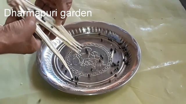 Seed collection from native okra ( Vendai ) смотреть онлайн