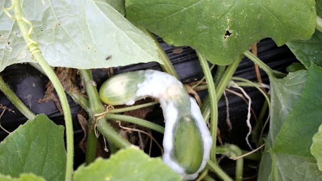 Выращиваю по 57 кг огурцов с 2 кустов Действительно ли полезны йод и зеленка для огуречных грядок