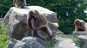 Звуки обезьян / Бабуин / Звуки и голос бабуина