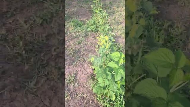 Шапка Мономаха.Старый забытый сорт, не гонитесь за новинками.Обзор первогодки смотреть онлайн