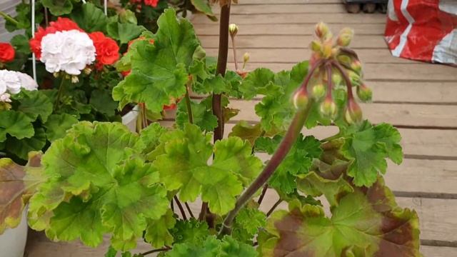 Rushmoor Avon смотреть онлайн