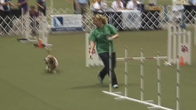 Blood hound vs Basset hound Highlights смотреть онлайн