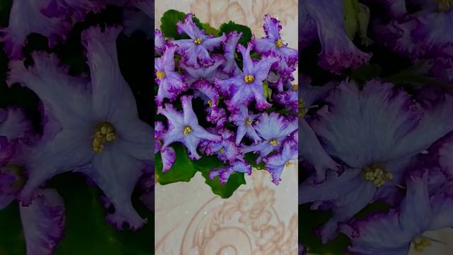 НД-Бабочка Морфо 💐💐💐