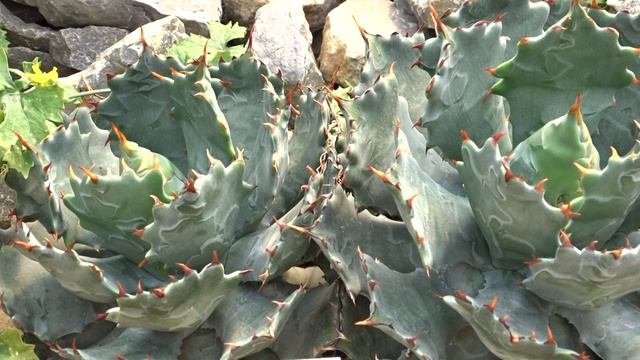 Agave isthmensis A. García-Mend. & F. Palma смотреть онлайн