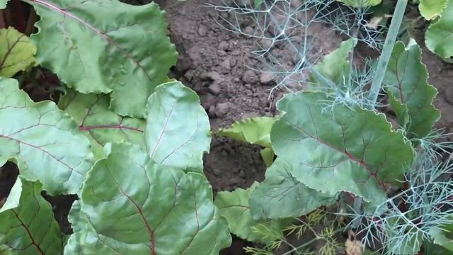 Уход за свеклой Что любит свекла Как вырастить здоровый крупный корне плод смотреть онлайн