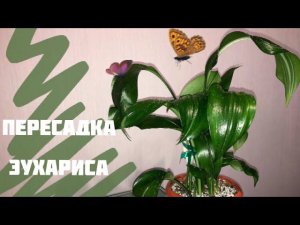 Пересадка Эухариса . Пересадка амазонской лилии