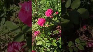 Роза Квадра.