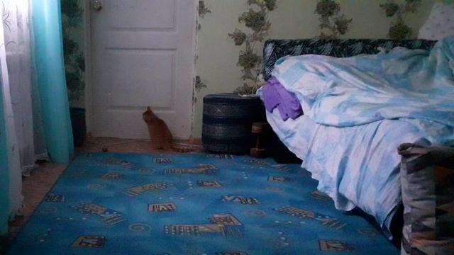 Игривый котик☺ смотреть онлайн