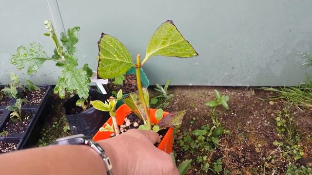 Update on chrysanthemum cuttings taken from store brought cut flower смотреть онлайн