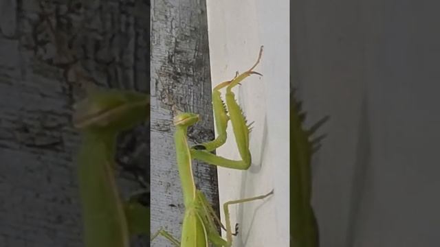 хищник 3 смотреть онлайн