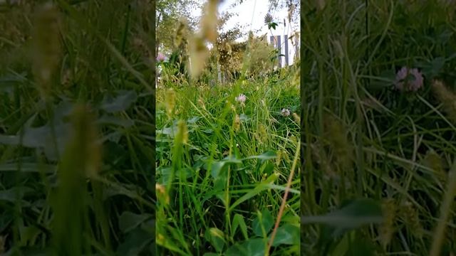 #жизнь смотреть онлайн