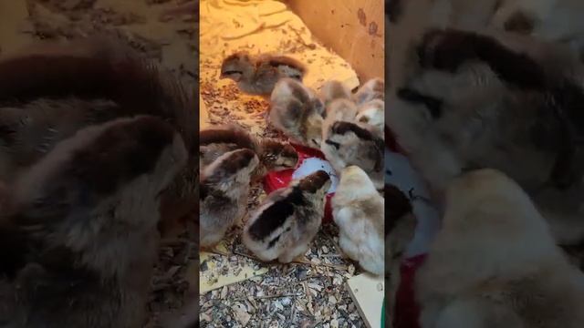 Цыплята породы Легбар смотреть онлайн