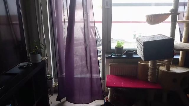 How to get cat inside. смотреть онлайн