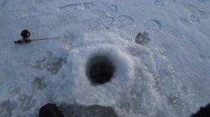 ЭТИ БАЛАНСИРЫ НЕ ПОДВОДЯТ! Крупная щука на балансир. Рыбалка 2020