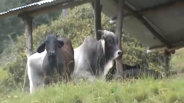 Prueba de cámara Sony DCR SR47 смотреть онлайн