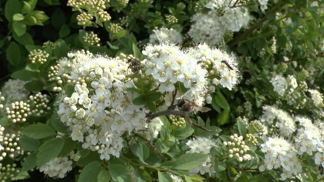 Собираем цветочную пыльцу. смотреть онлайн
