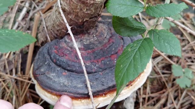 Fomitopsis pinicola. Poliporo del pino o yesquero del pino. смотреть онлайн