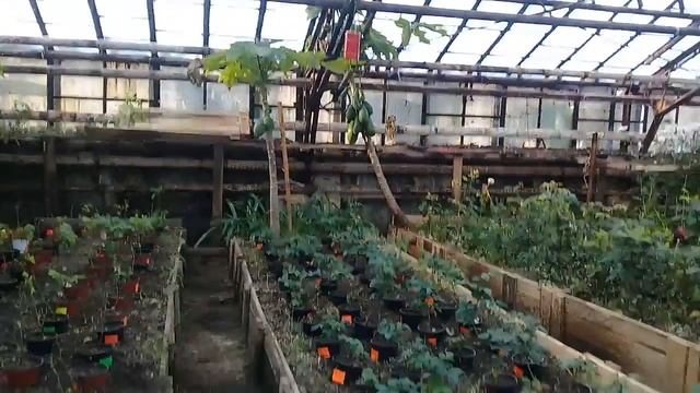 Ботанический сад 2. В гораде Амурск. 2 часть. смотреть онлайн