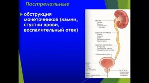 Патофизиология почек