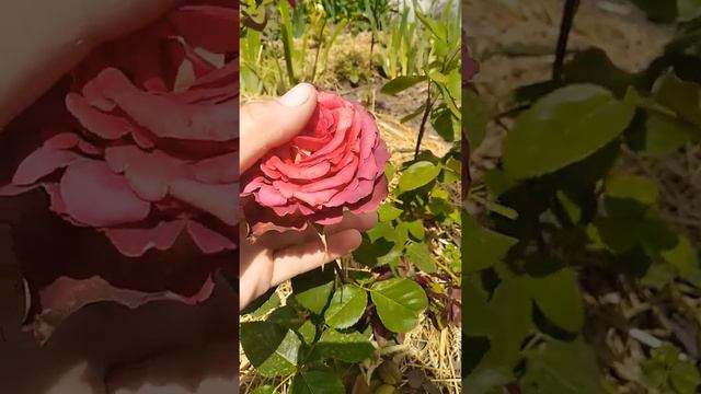 троянда Гіннес смотреть онлайн