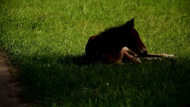 Алтайские жеребята. смотреть онлайн