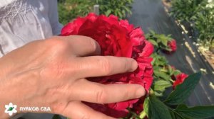 Henry Bockstoce peony. Генри Бокстос пион