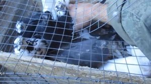 Узбекские голуби это шедевр голубеводства!