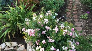 Роза ЗЕ ФЕЙРИ. Подробный обзор. Первое цветение розы в 2021 году. Сорт розы советую всем ) Красавиц