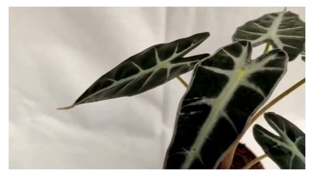 Alocasia Black Plant смотреть онлайн