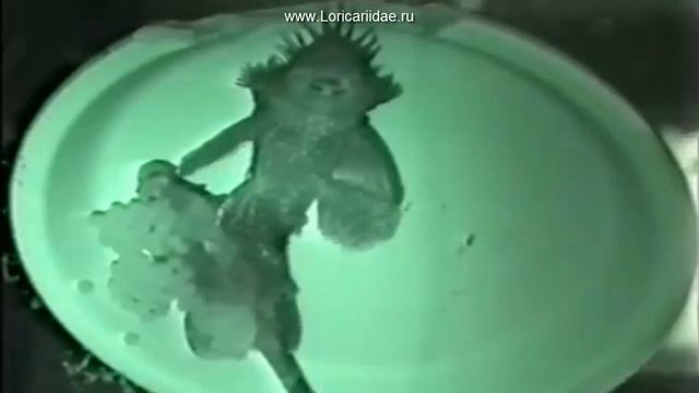 Нерест и развитие икры Анциструса. Spawning And Egg Development Of Ancistrus.