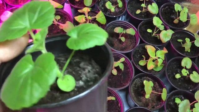 Рассада цветов в домашних условиях. смотреть онлайн