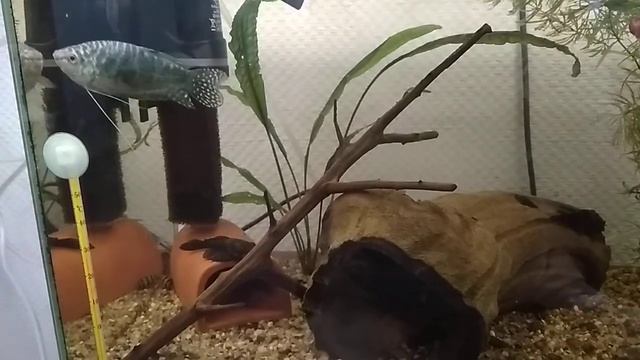 Аквариумистика. Гуппи. Пецилия. Гурами. Пельвикахромис. Обзор. смотреть онлайн