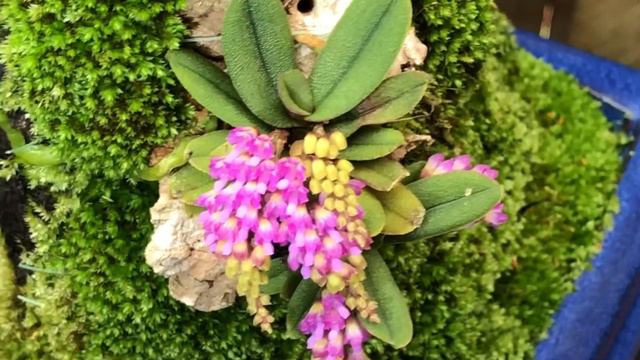 Schoenorchis fragrans ‘Veronika’ AM/AOC/STOCQ смотреть онлайн