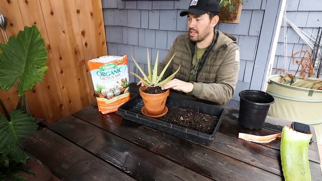 How to Grow Aloe Vera in Containers and Harvest Massive Leaves смотреть онлайн