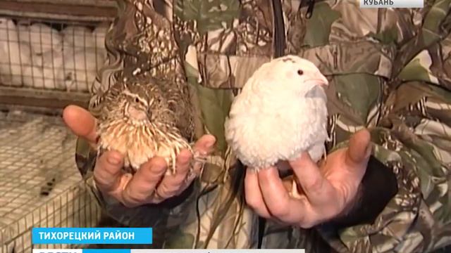 Перепелиная ферма семьи Стрыга в ст.Алексеевской смотреть онлайн