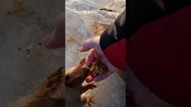 Новогодние белочки.mp4