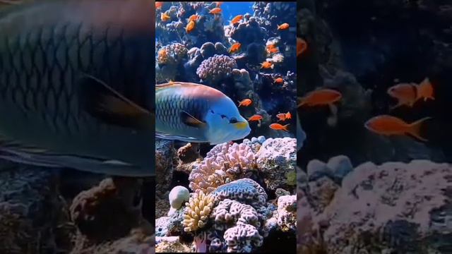 Красивые виды океана 🐬 смотреть онлайн