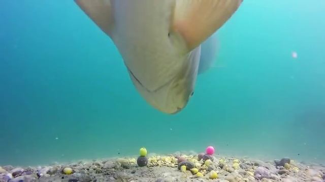 Поклевка под водой КАРПА на бойлы!!! Bite Carp. смотреть онлайн