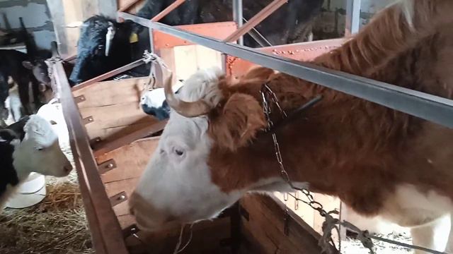 Наше сельское хозяйство смотреть онлайн