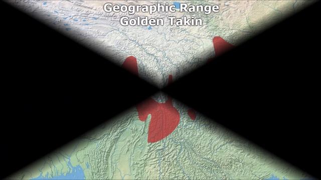 All Takin Species - Species List смотреть онлайн