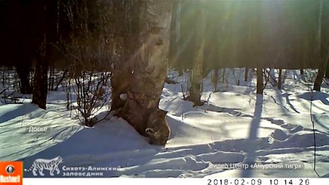 Тигрица Елена попала в объектив фотоловушки Хинганского заповедника смотреть онлайн