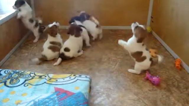 Jack Rissell Terrier Puppies from kennel HEAVENLY BLESSING - 20150319 8 смотреть онлайн