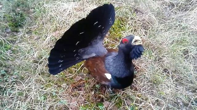 Очень красивый глухарь смотреть онлайн