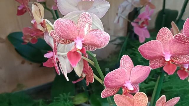 ?#Орхидеи в магазине Ботаник города Mouans-Sartoux? смотреть онлайн