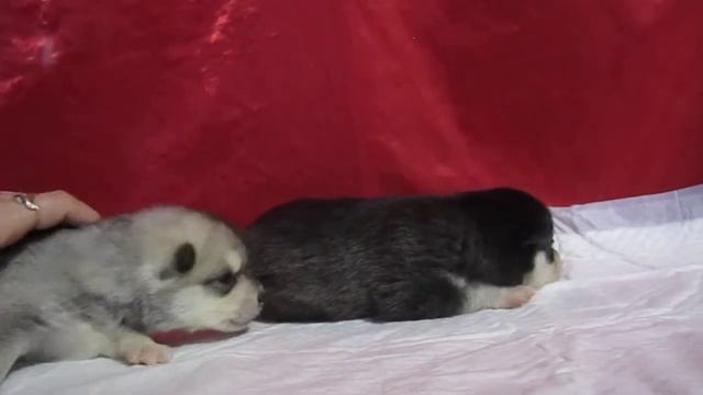 Аляскинский кли кай, мальчик АЛЬФ и девочка БЕТТА смотреть онлайн