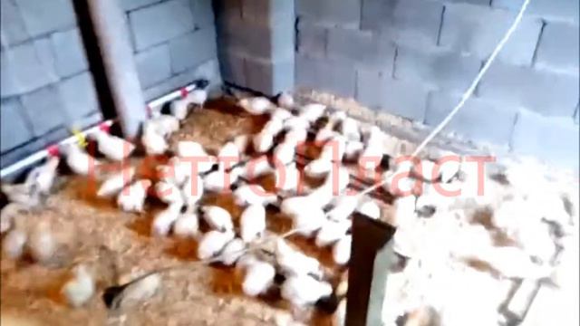 Подстилка для животных Казахстан г. Алматы смотреть онлайн