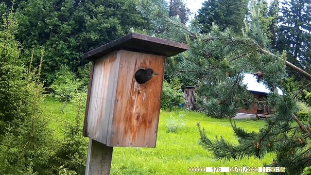 Птенец скворца вырос, но не хочет покидать скворечник. смотреть онлайн