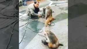 Жесть!!!Драка мужика с обезьяной