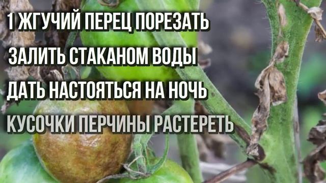 Лечение фитофторы горьким перцем. Как избавиться от фитофторы на томатах. Дачные советы смотреть онлайн