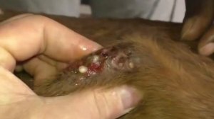 Скини-Мини и ее личинки. Ветеринар удаляет личинки. Ветклиника в Гамбии.